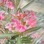 foto macro fiore ulefone armor x hdr