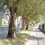 foto strada alberata ulefone armor x HDR